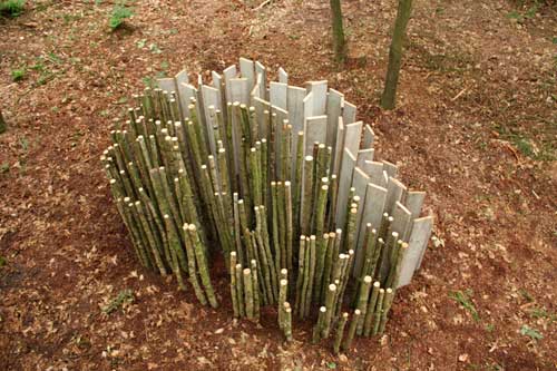 border-line mai movrin